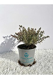 Thymus silver queen Ø9