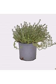 Thymus silver queen Ø 14