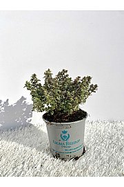 Thymus lady d Ø9