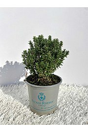 Thymus faustini Ø9