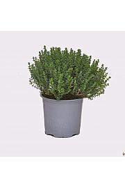 Thymus faustini Ø 14