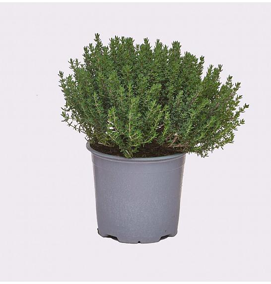 Thymus faustini Ø 14
