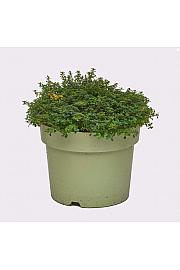 Thymus dooney valley Ø19
