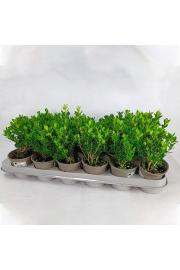 Buxus sempervirens  Ø 9 10-15 cm