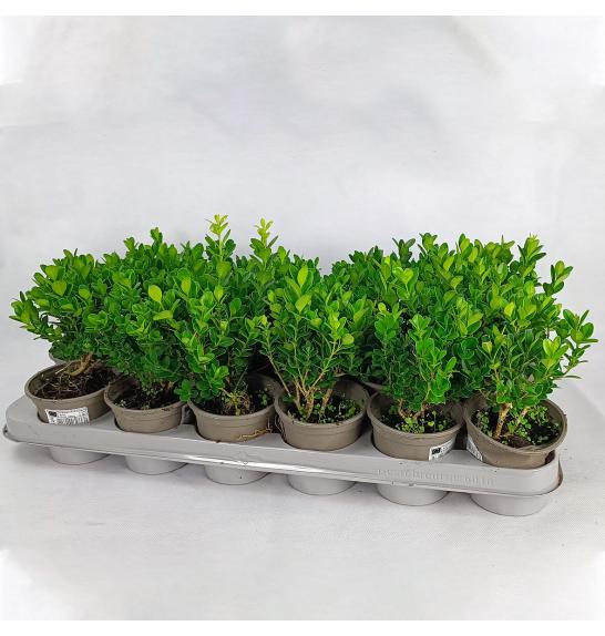 Buxus sempervirens  Ø 9 10-15 cm