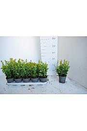 Buxus sempervirens  Ø 12 15-20 cm