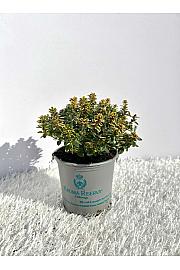 Thymus citriodorus aureus Ø9