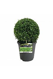 Buxus sempervirens C5 Lit. 30+ cm; Krogla