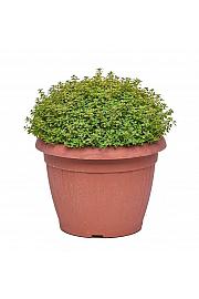Thymus citriodorus aureus Ø25