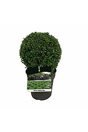 Buxus sempervirens C3 Lit. 20-25 cm; Krogla
