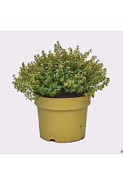 Thymus citriodorus aureus Ø19