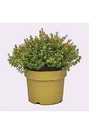 Thymus citriodorus aureus Ø19