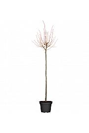 Tilia cordata Winter Orange C10 Lit. Na steblu 120 cm, 1 leto