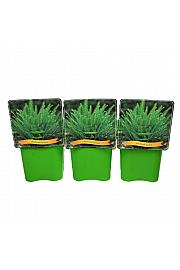 Blechnum spicant C5 Lit.