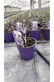 Carthamus tinctorius Ø14