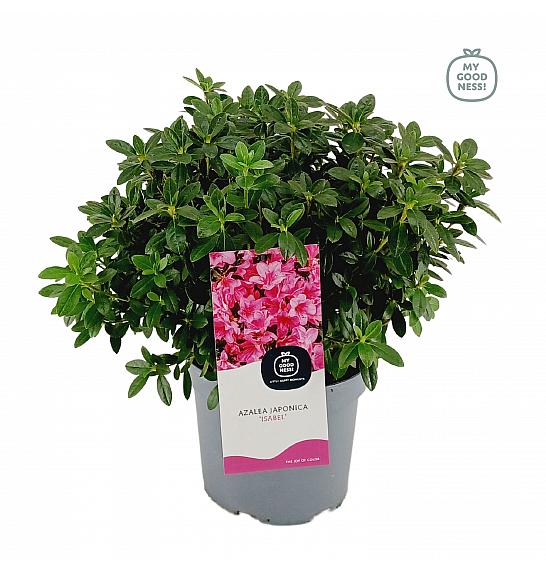 Azalea japonica Isabelle C3 Lit. 35-45 cm