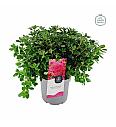 Azalea japonica Hino Crimson C3 Lit. 35-45 cm
