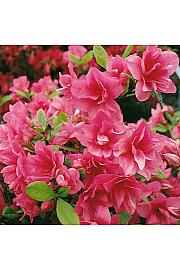 Azalea japonica Florida C1 Lit. 22-25 cm