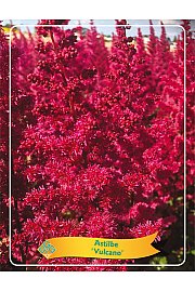 Astilbe Vulcano Ø11