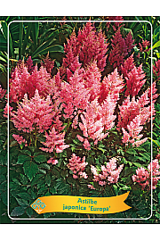 Astilbe japonica Europa Ø11