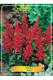 Astilbe Fanal Ø11