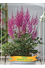 Astilbe Elisabeth van Veen Ø11