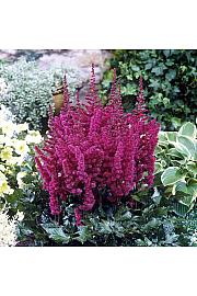 Astilbe chinensis Visions in Red ® Ø11