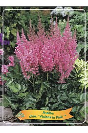 Astilbe chinensis Visions in Pink ® Ø11