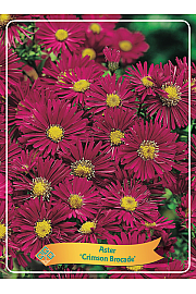 Aster Crimson Brocade Ø11