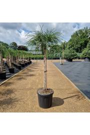 Thuja plicata Whipcord C8 Lit. Na steblu 60 cm