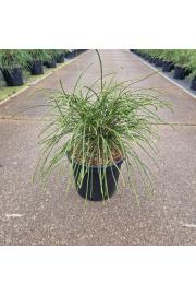 Thuja plicata Whipcord C6 Lit. 30-35 cm