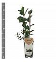 Aronia prunifolia Viking C2 Lit. 30-40 cm