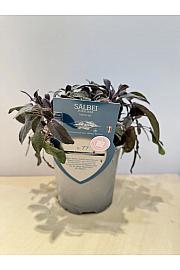 Aroma riserva Salvia purpurea Ø14