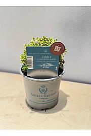 Aroma riserva timijan citrodorus aureus Ø9