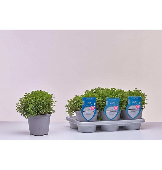 Aroma riserva Origanum vulgare Ø14