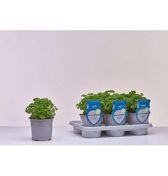 Aroma riserva Petroselinum crispum Ø14
