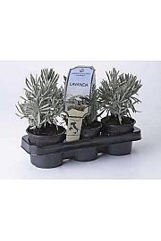 Aroma riserva Lavandula angustifolia Ø9 3pack