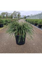 Thuja plicata Whipcord C11 Lit. 40-50 cm