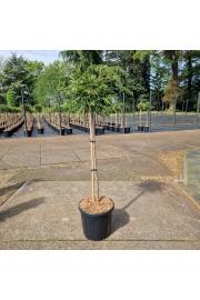 Thuja plicata Kagers Beauty C15 Lit. Na steblu 80 cm