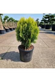Thuja orientalis Aurea Nana C8 Lit. 40/+ cm