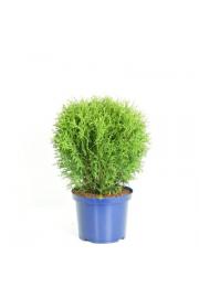 Thuja occidentalis Tiny Tim C5 Lit. 30-40 cm