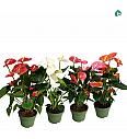 Anthurium andr. Ø17 Mix