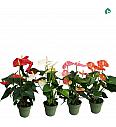 Anthurium andr. Ø14 Mix