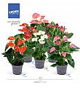 Anthurium andr. Ø12 Mix