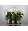 Anthurium andr. Ø17 White