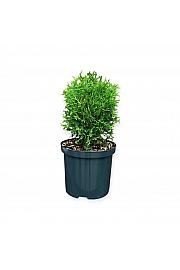 Thuja occidentalis Tiny Tim C2,5 Lit. 25-30 cm