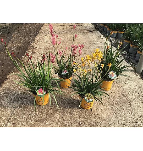 Anigozanthus Hibrido Downunder Dreams Ø18