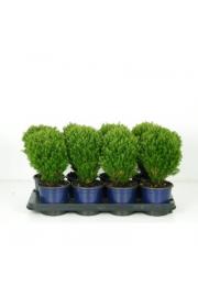Thuja occidentalis Teddy C1 Lit.15-20 cm