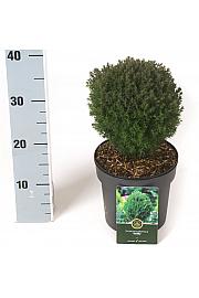 Thuja occidentalis Teddy C2,5 Lit. 15-20 cm
