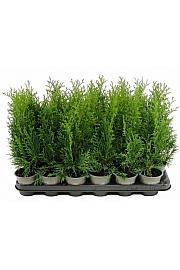 Thuja occidentalis Smaragd Ø 9